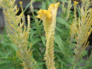 Boroco or Celosia Argentea, commonly known as the plumed cockscomb or silver cock's comb, is a herbaceous plant of tropical origin, and is known for its very bright colors. It is propagated by seeds.