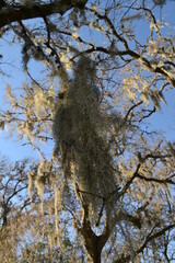 Old trees with Spanish moss on the Hodges Bend Cemetery,  Sugar Land, Texas