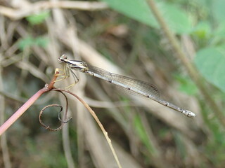 Closeup a dragonfly of the Copera species perches on a branch. It is Copera marginipes, yellow bush dart, is a species of damselfly in the family Platycnemididae.
