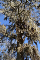 Old tree with Spanish Moss, Hodges Bend Cemetery, Sugar Land, Texas