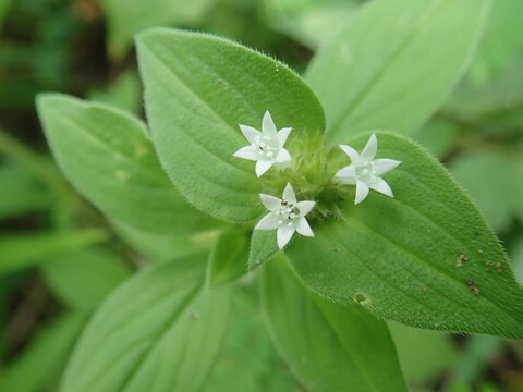 Beautiful green wild plants, Spermacoce alata or Borreria alata, the winged false buttonweed, is a species of plant in the Rubiaceae with blur background.