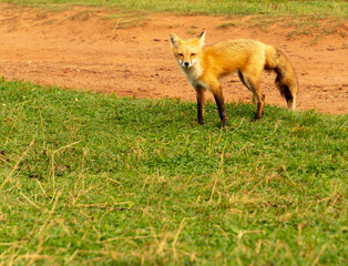 A red fox foraging for food on a grassy patch by the side of a dirt path. Prince Edward Island, Canada