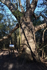 Fototapeta premium The huge Pecan Tree in Cullina Park, Sugar Land, Houston, Texas