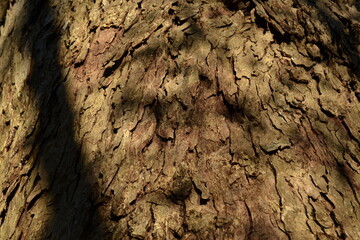 Pecan tree bark, Cullinan Park, Sugar Land, Texas