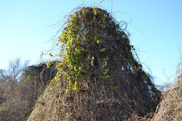 Green ivy on the dry stack, Cullinan Park, Sugar Land, Texas