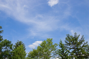 緑の木々と青空
