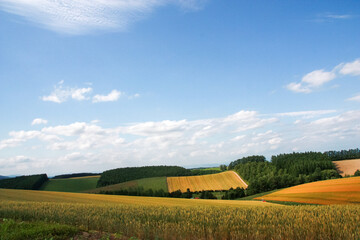 夏の丘陵畑作地帯
