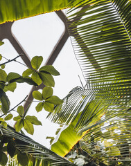 Green Foliage In A Conservatory