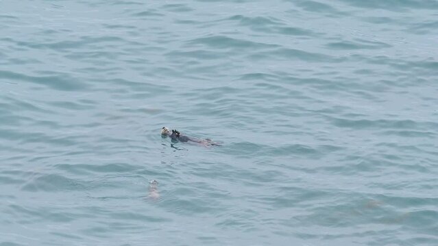 A wild sea otter that lives in Kiritappu Cape, Hokkaido. (Copy space) 