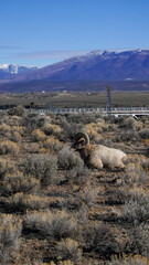 bighorn sheep 