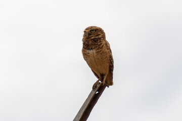 owl perched on a branch