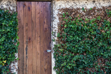 Timber Door Amongst Green Vines on Old Cottage Building