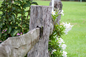 White Flowers on Old Timber Post Fence