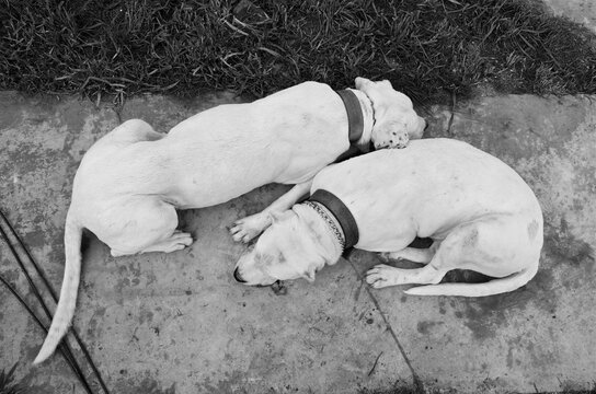 Two Argentine Dogos together resting seen from above