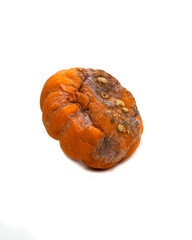 rotten pumpkin. Closeup view of rotten pumpkin isolated on white background.