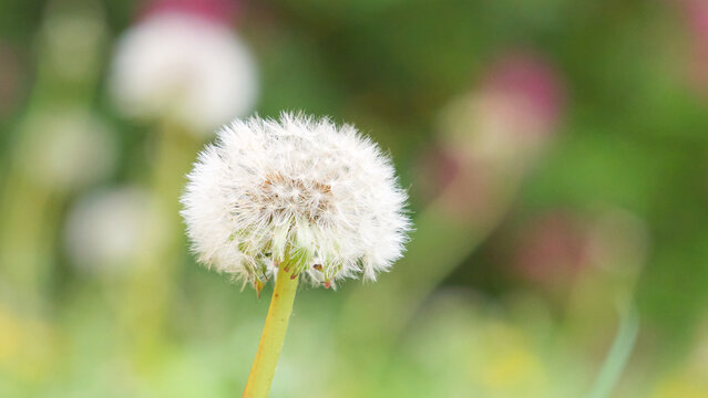 綿帽子 Images Browse 1 Stock Photos Vectors And Video Adobe Stock