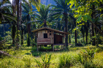 Bamboo Hut in the Jungle