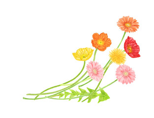 Isolated spring flowers (poppies, dandelions, gerberas) drawn in digital watercolor