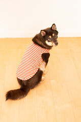 振り向く黒柴犬