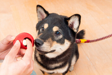 オモチャに興味ある黒柴犬
