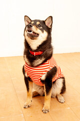 服を着てお座りする黒柴犬