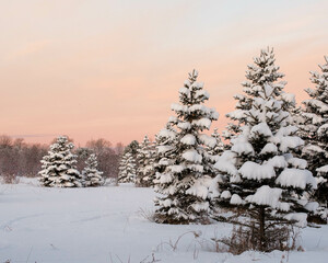 Early morning sunrise on snowy pines