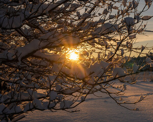 Sunrise on snowy pines