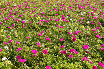 Many portulaca flowers growing and blooming in the garden.