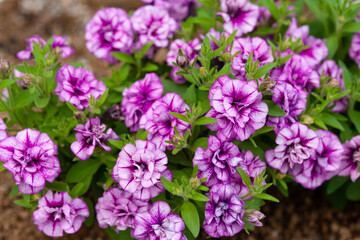 アメジストベイン