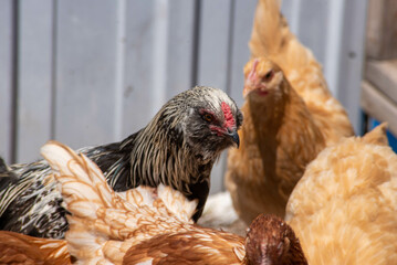 Chickens on the farm