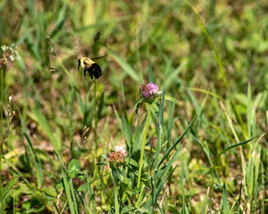 Bee on Alfalfa 