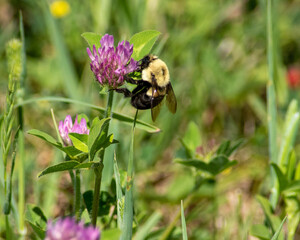 Bee on Alfalfa 