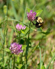 Bee on Alfalfa 