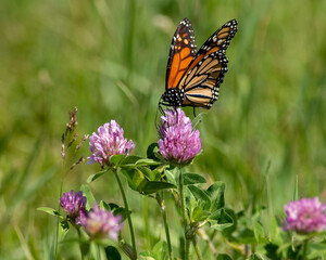 Beautiful Close Up of a Monarch Butterfly