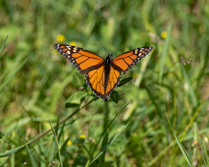 Beautiful Close Up of a Monarch Butterfly