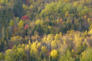 Autumn in the forest, Millvale, Prince Edward Island, Canada