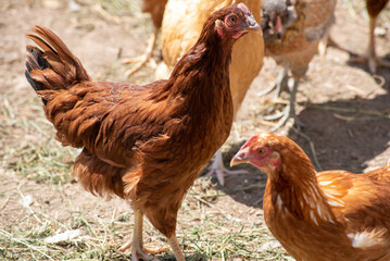 Chickens on the farm