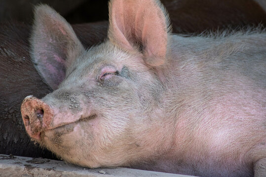 Close Up Of A Pig