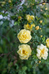 Yellow roses