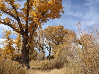 Fototapeta premium Cottonwood Trees with Fall Foliage in the Owens Valley near Bishop, California