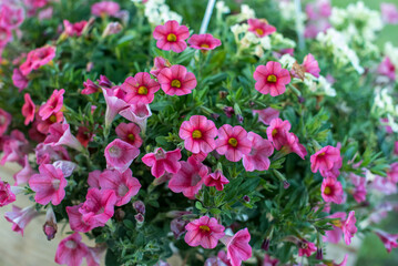 Pink Flowers