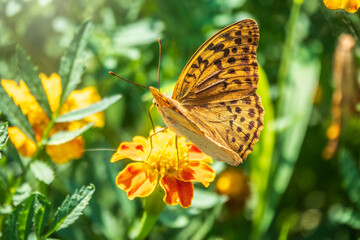 The dark green fritillary butterfly collects nectar on flower. Speyeria aglaja is a species of butterfly in the family Nymphalidae.