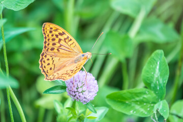 The dark green fritillary butterfly collects nectar on flower. Speyeria aglaja is a species of butterfly in the family Nymphalidae.