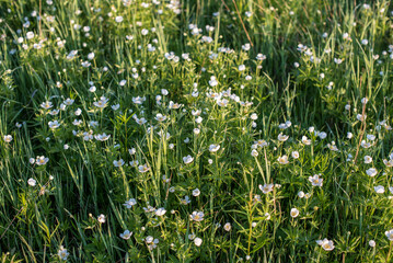 Wild Flowers