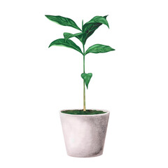 Coffee plant in concrete pot. Watercolor illustration Isolated on white background. Art for design,textiles