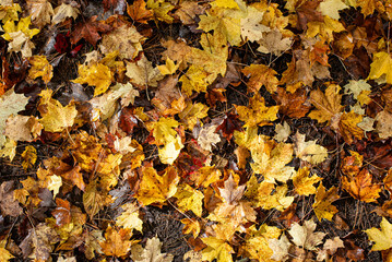 Forest of wonder, Autumn colors