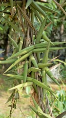 Seeds of Periploca laevigata. Flowering plant in family apocynaceae native to cape verde, canary...