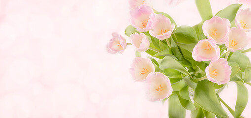 Fototapeta na wymiar Happy Mother's Day. Pink Tulip Flowers on Pink Pastel Background