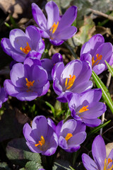 Purple crocuses grow in the wild under bright sunlight blooming in early spring. Top view.