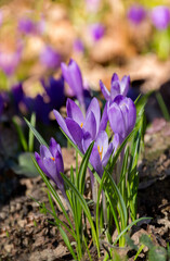 Group of wild purple crocuses that bloom in the wild in the woods in early spring. Crocus Heifelianus.